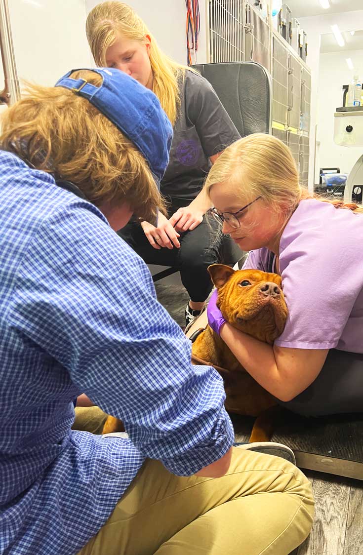 Three vet students work to get a blood sample for heartworm testing from Thor.