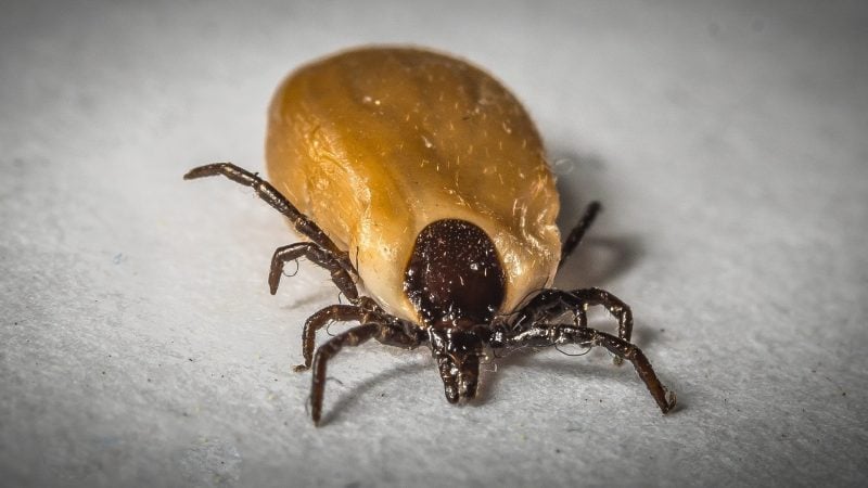 Ticks are known to spread dozens of diseases.