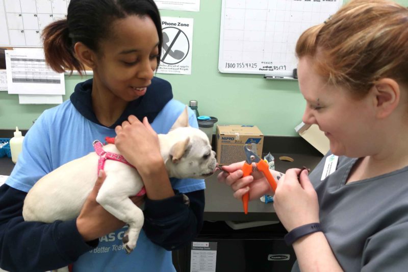 A woman holds a small, white French Bulldog while another woman feeds the dog a treat.