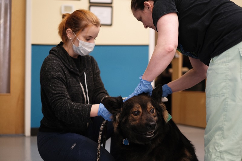 Our vet team is helping a few walk in clients each day with vaccines. 