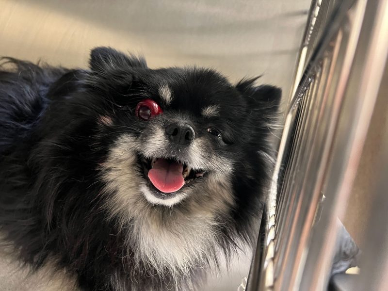 a dog with an injured left eye looks at the camera while in a metal kennel