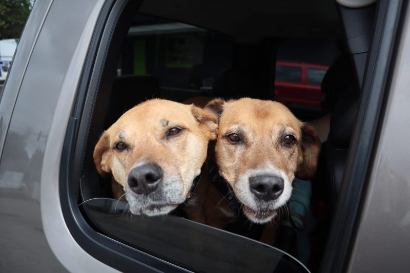 Dogs and cats who come for spay or neuter wait in their cars until it's time for staff to bring them in.