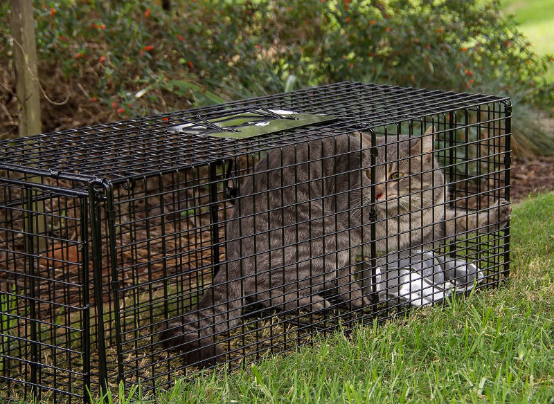 Cat traps like this one are used a lot in TNR (trap, neuter, return). But they come in handy for domesticated cats too.