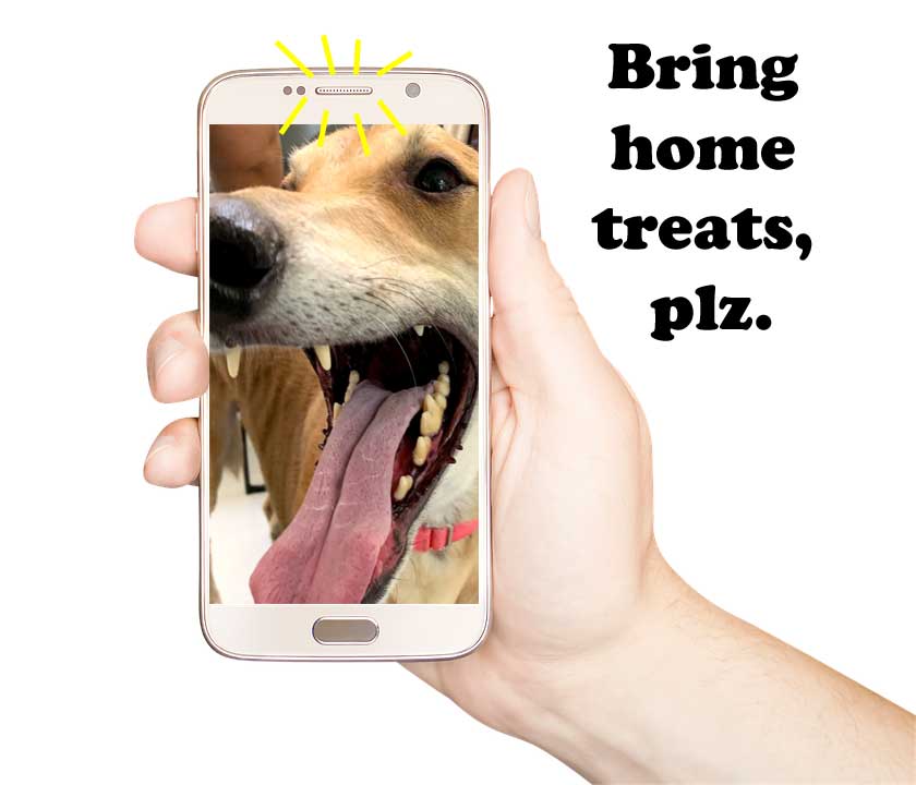 A hand is holding a cell phone with a dog's face on it.