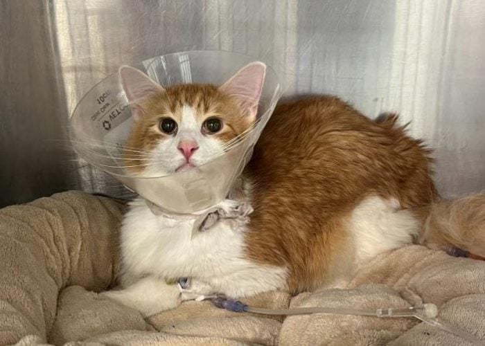 urinary blockage in cat