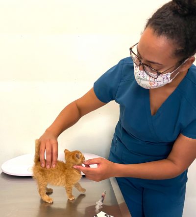 a veterinarian does an examination on an orange kitten