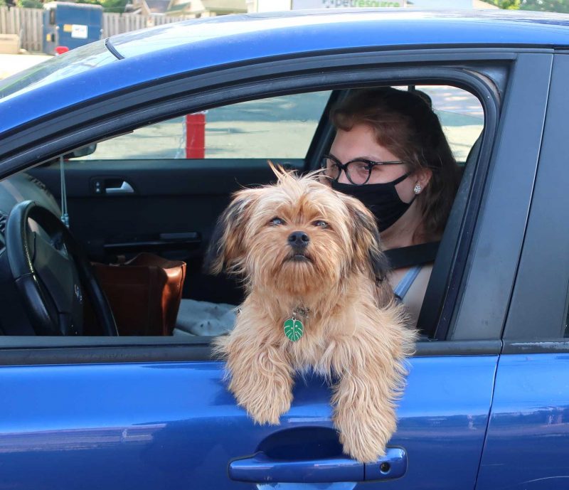 A dog hangs out the car window