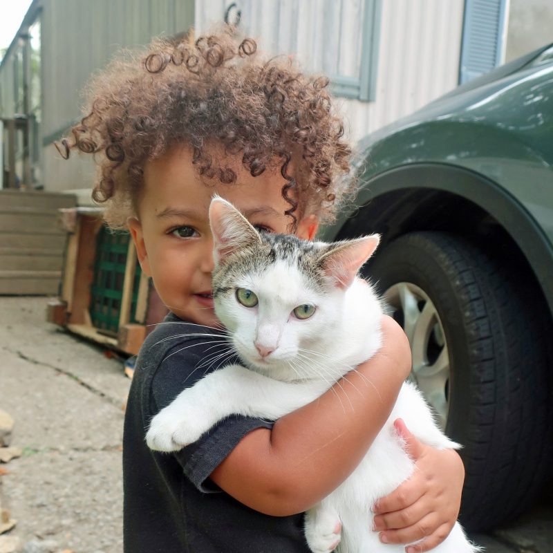 toddler hugging white and tabby cat