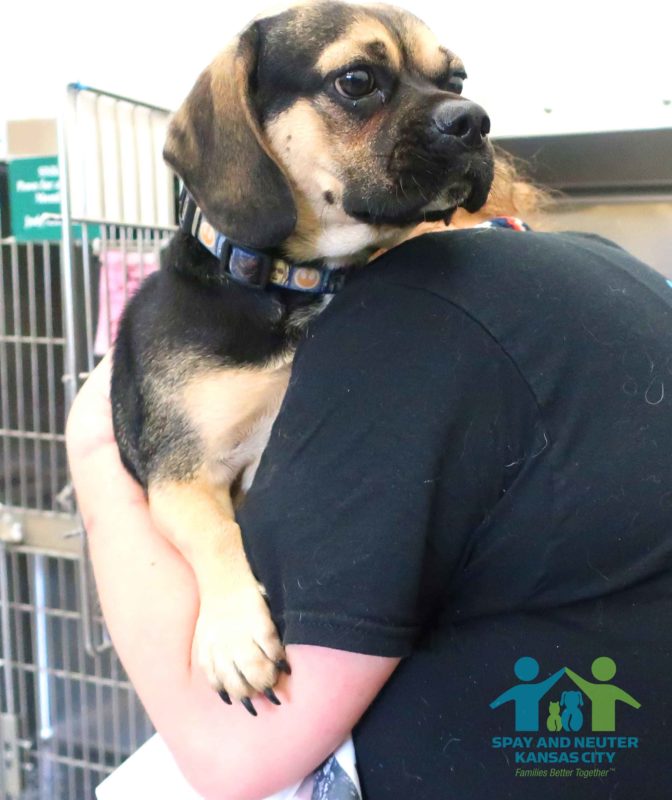 Kylo the puggle is held by Lacey