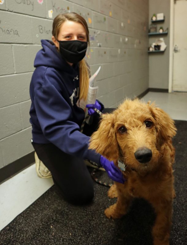 high school intern with goldendoodle puppy