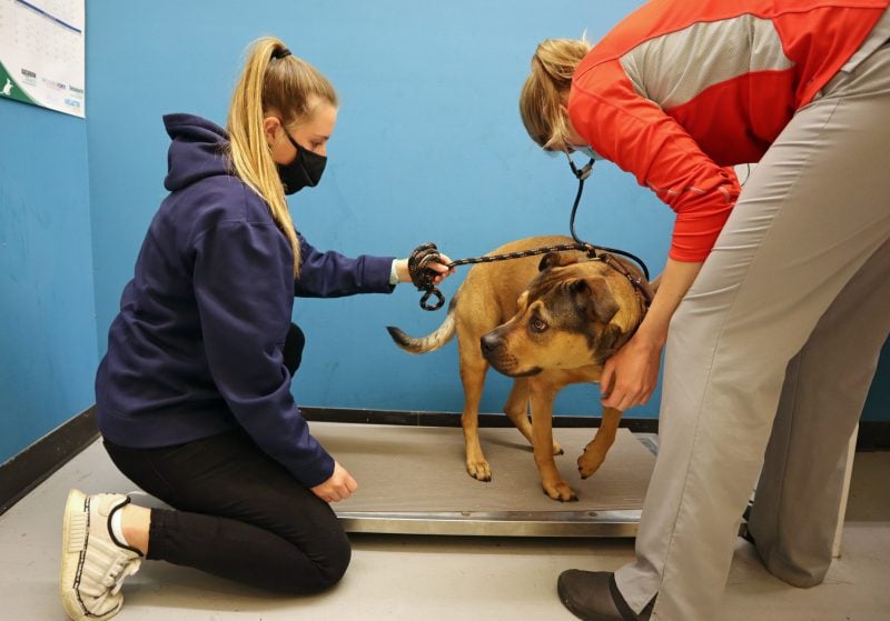 high school intern helping vet examine a pet
